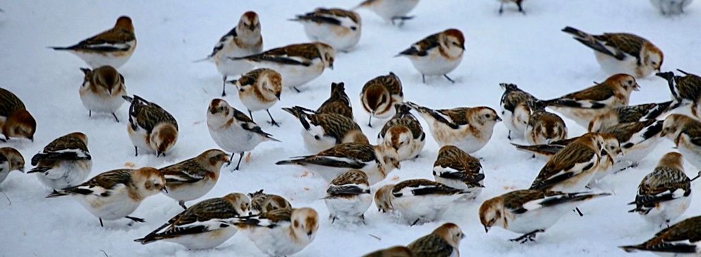 snjótittlingar- Plectrophenax nivalis - Snow Buntings by úlfhams_víkingur is licensed under CC BY 2.0.